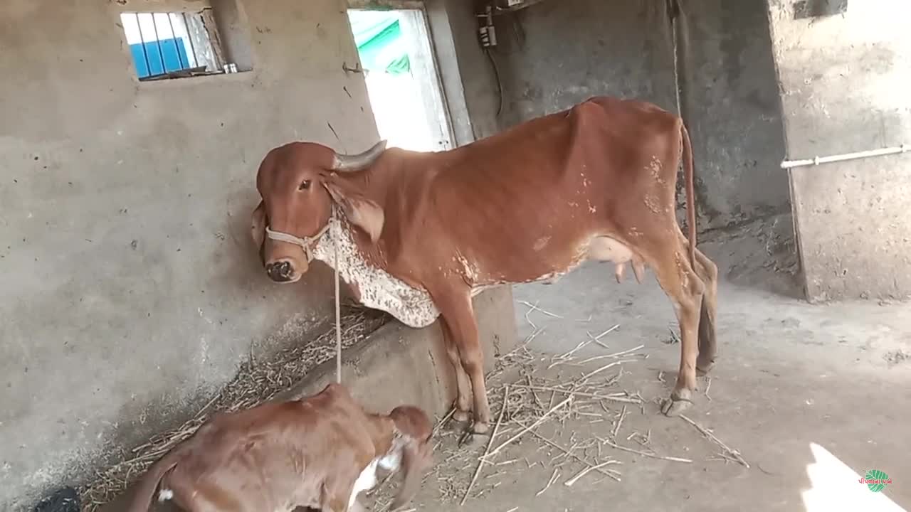 વિડિઓ પોસ્ટર 3