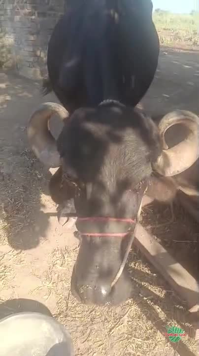 વિડિઓ પોસ્ટર 5