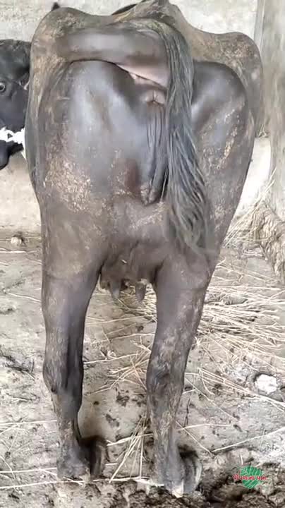 वीडियो पोस्टर 4