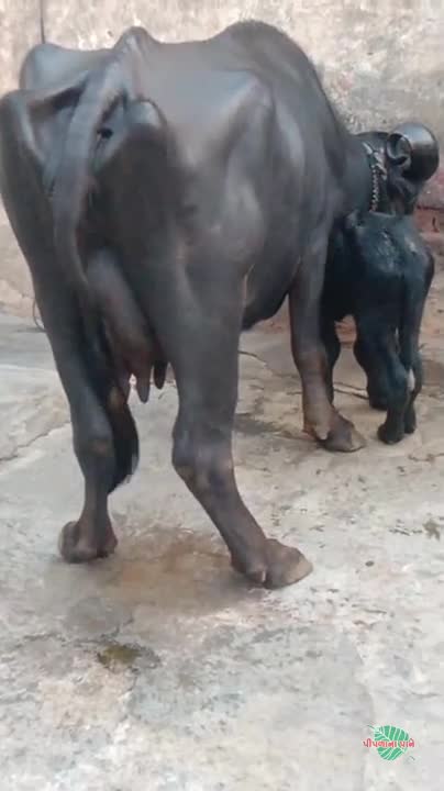 વિડિઓ પોસ્ટર 6